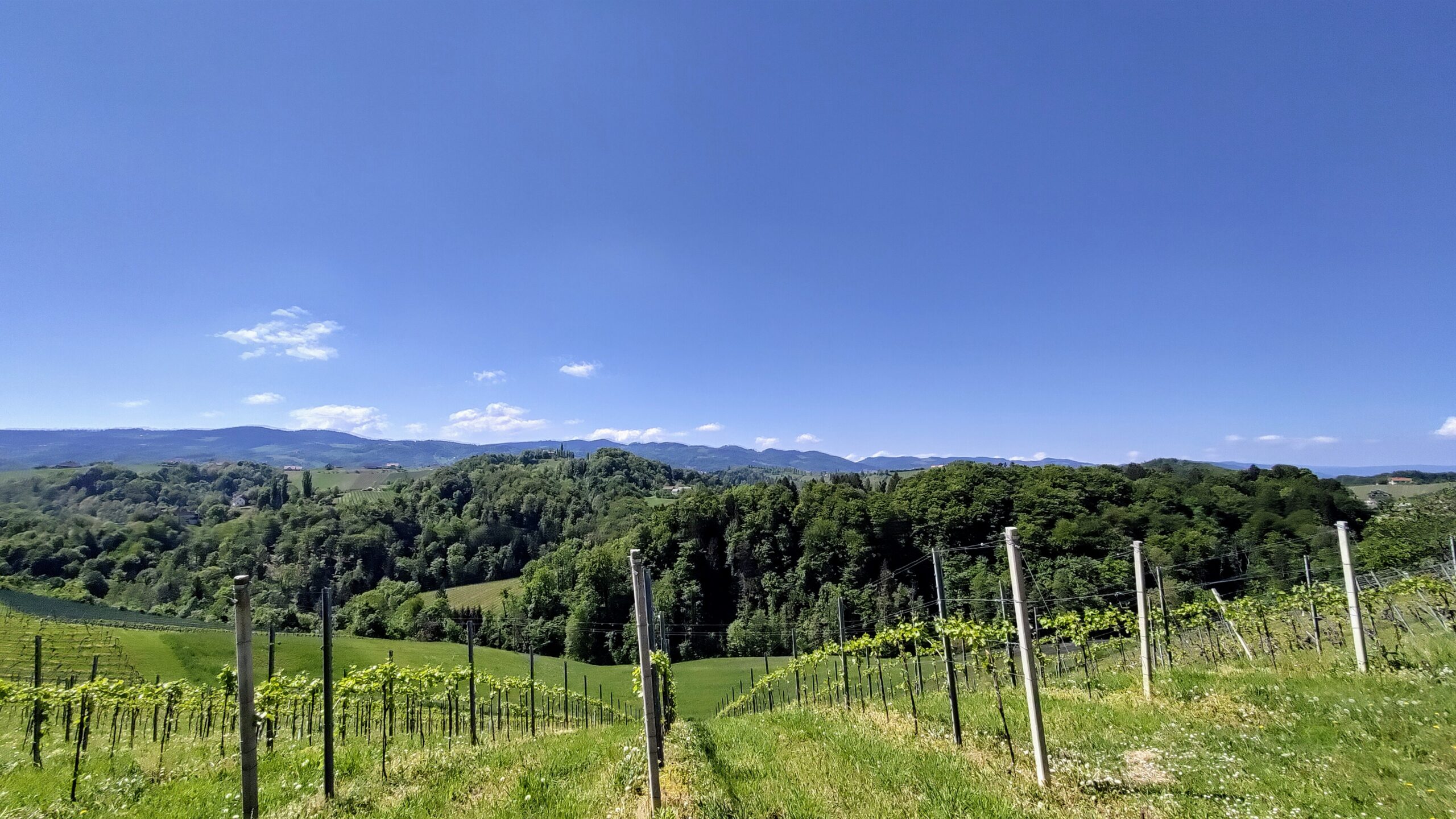 Weinberge Südsteiermark