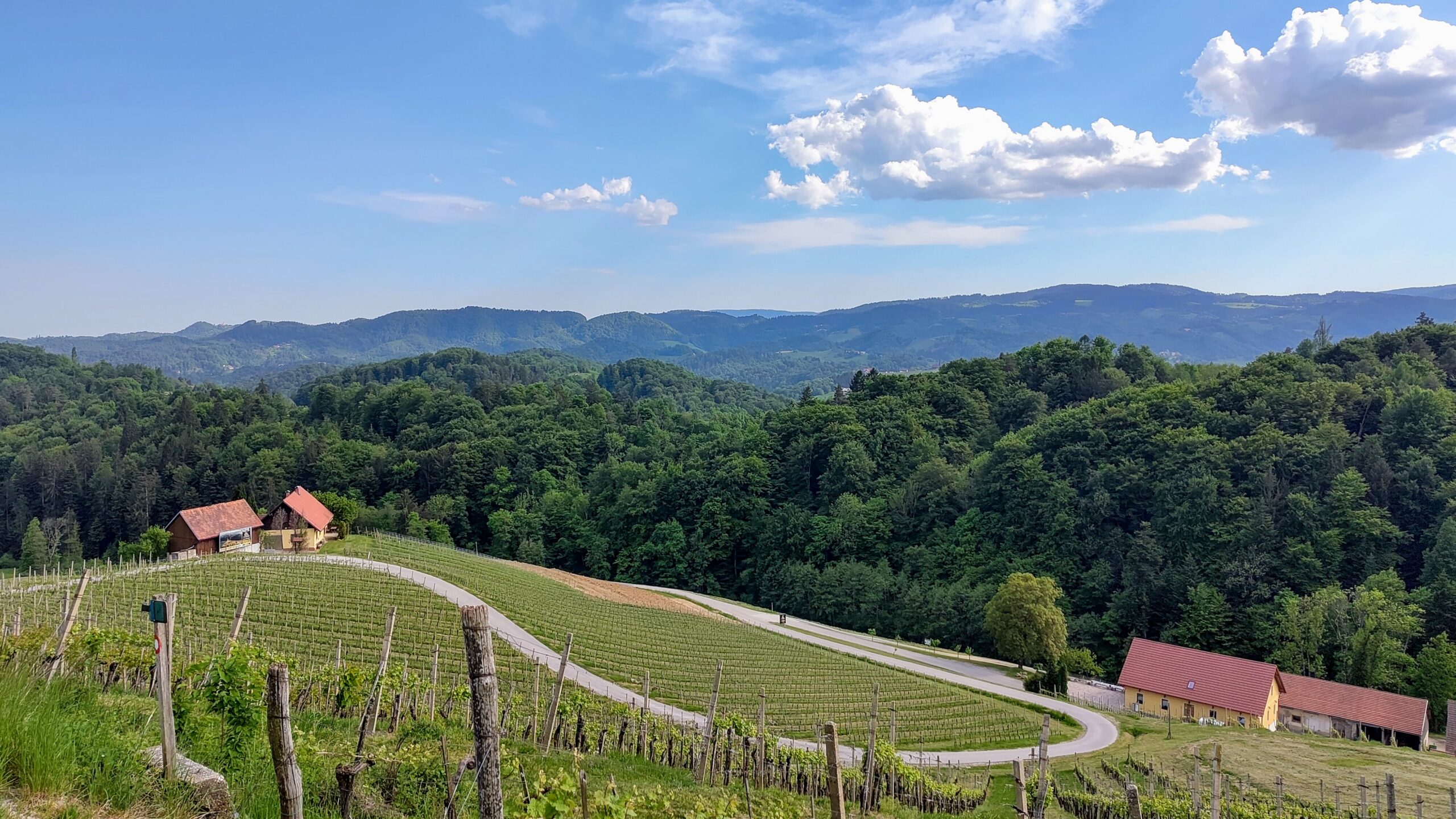 Aussichtspunkt an der Herzlstraße (Špičnik) – Blick über Weinterrassen und das Pohorje-Gebirge